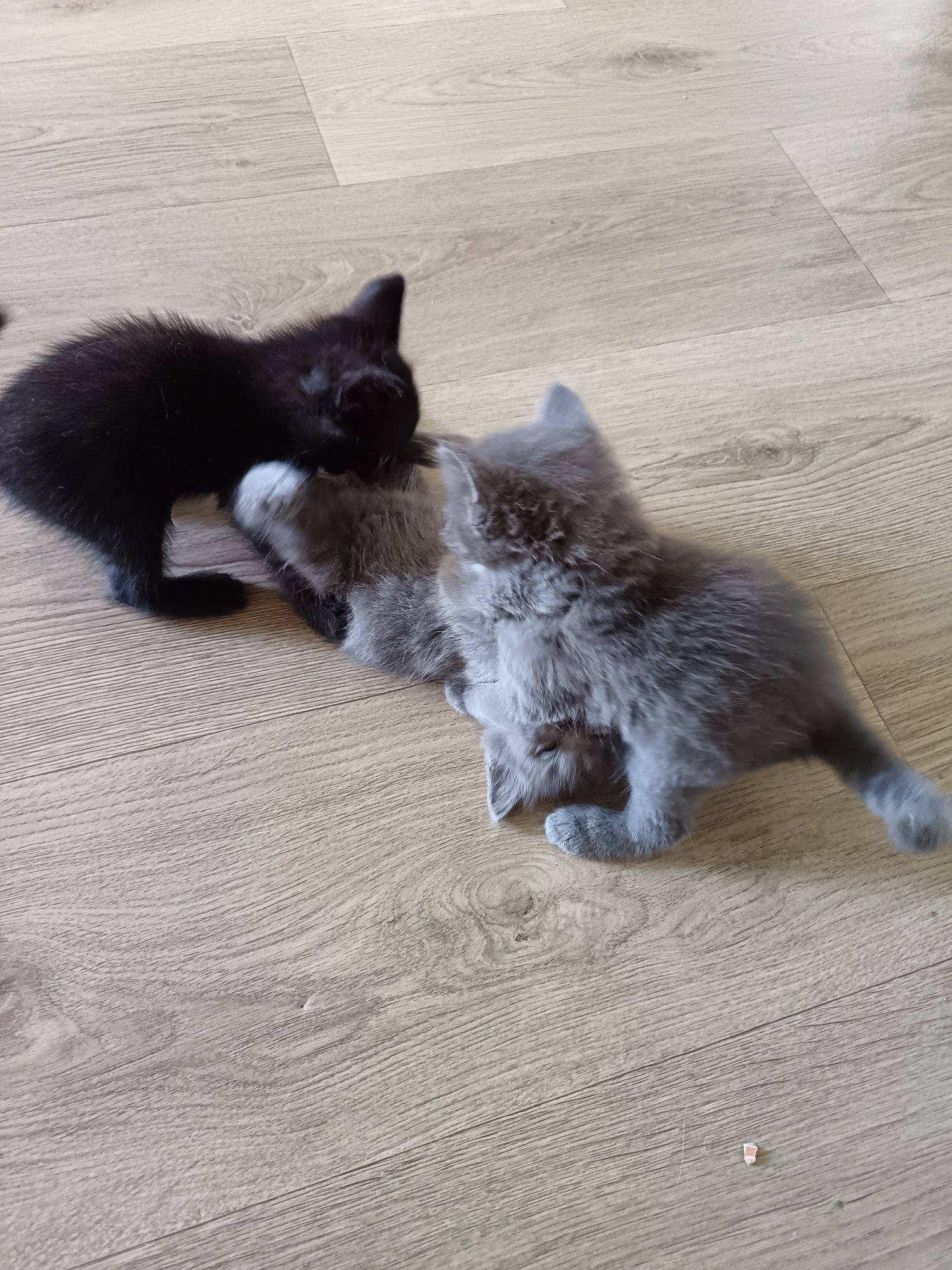 Отдам котят в добрые руки