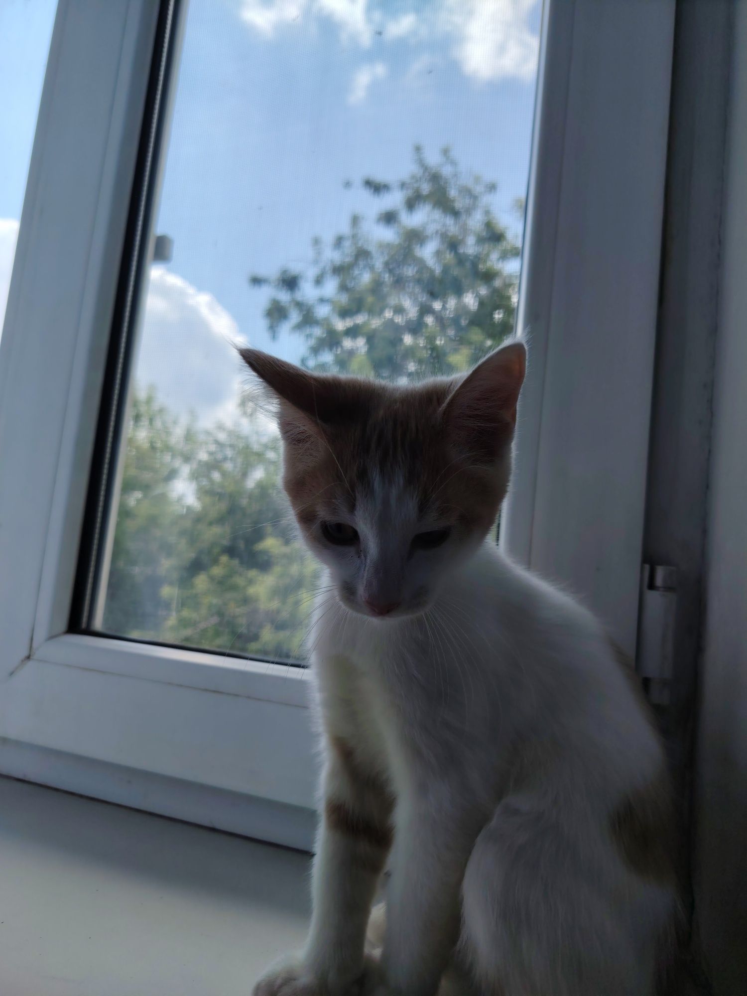 Котёнок порода мейнкун