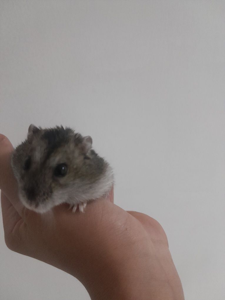 Хомяк с клеткой,девочка