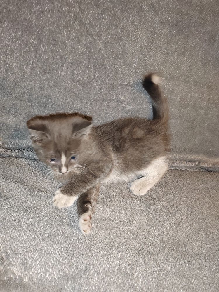 Дарю классных котят