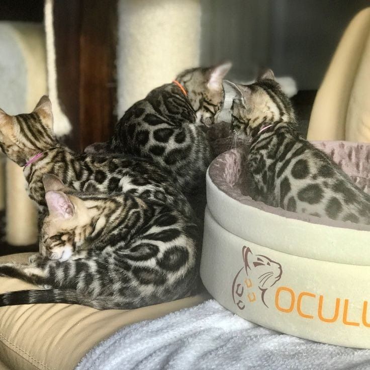 Продам британских котят