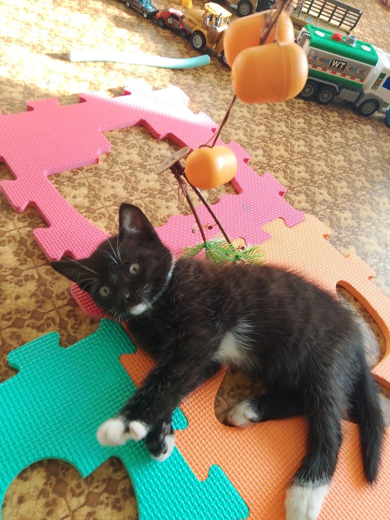 Отдам в добрые руки котенка(кот,3 мес.)