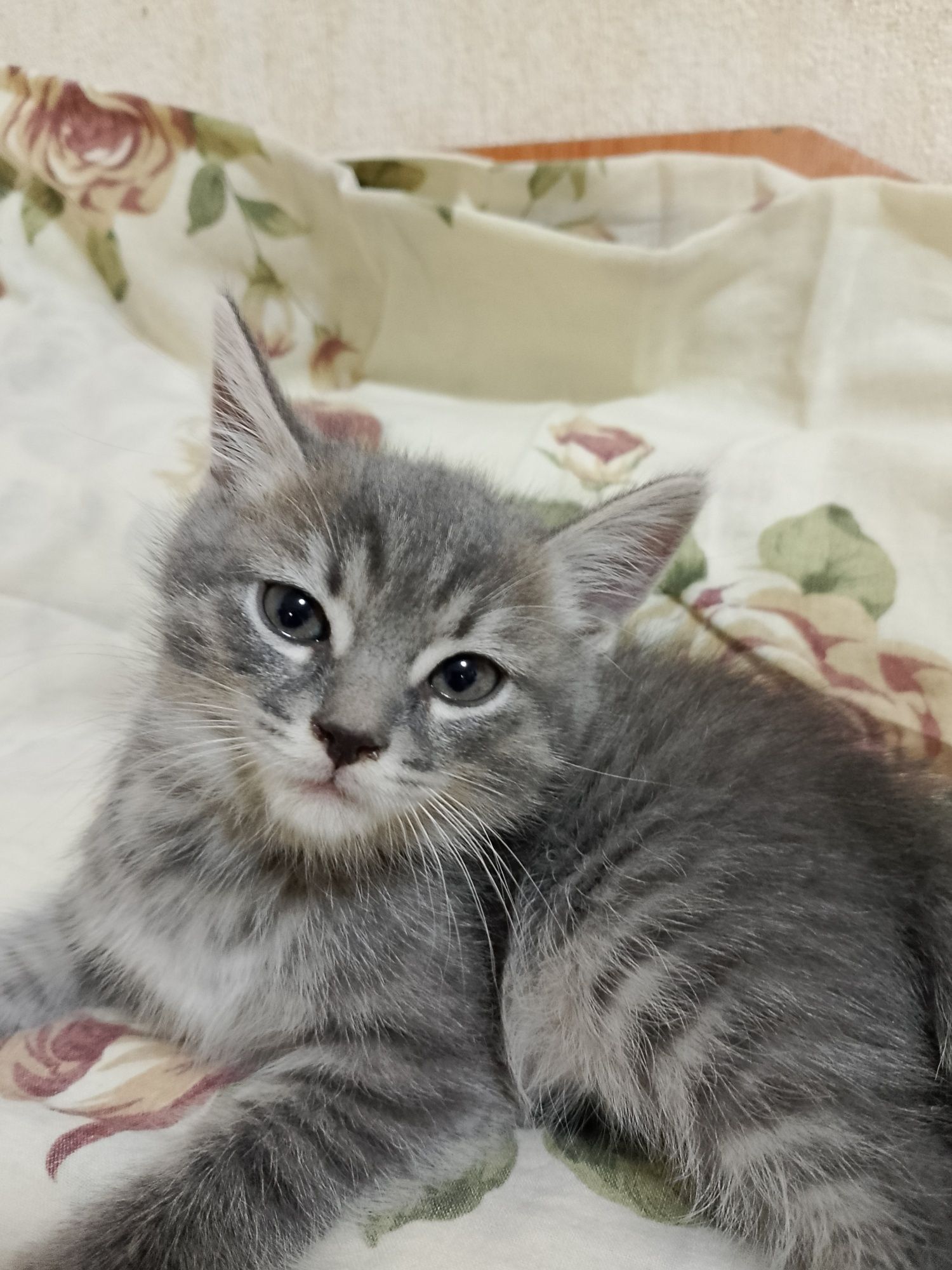 Бесплатно котята