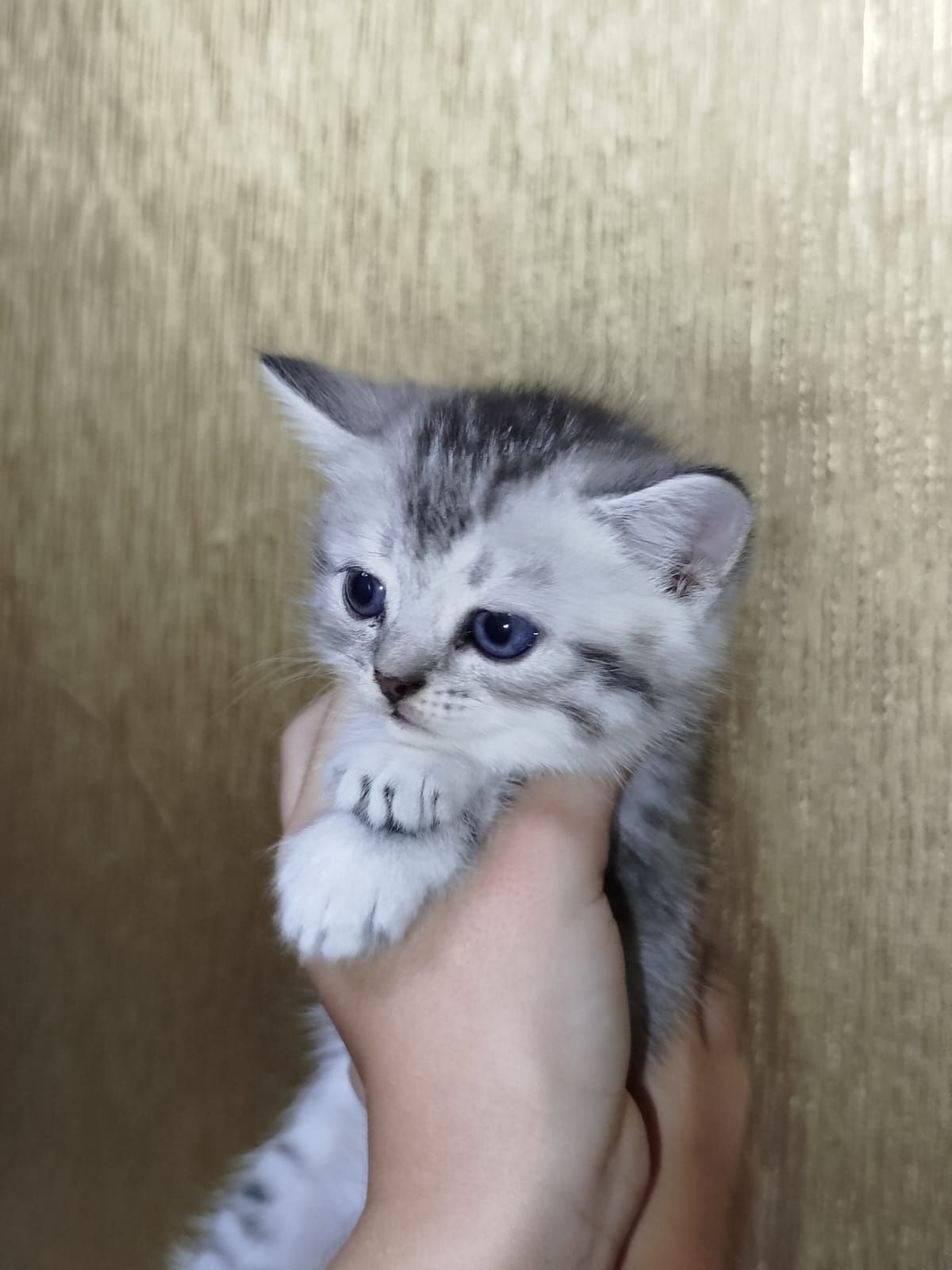 Продам котят британцев