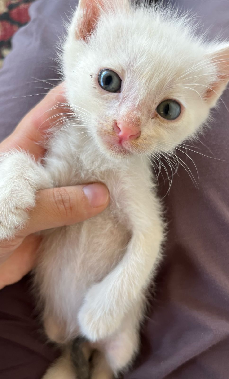 Котенок в добрые руки
