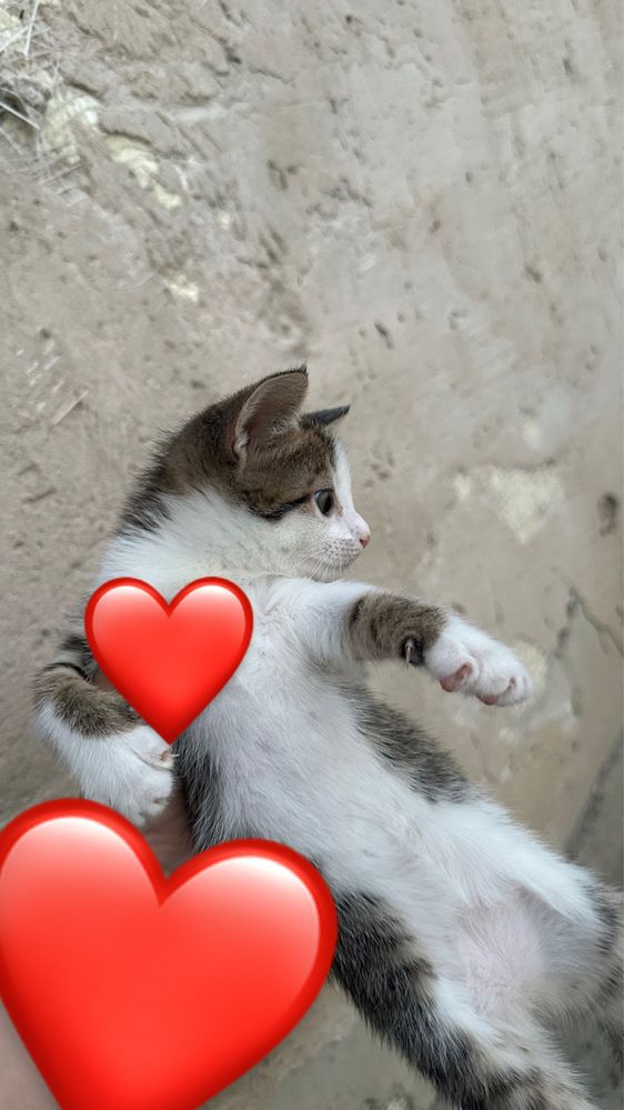 Котята бесплатно