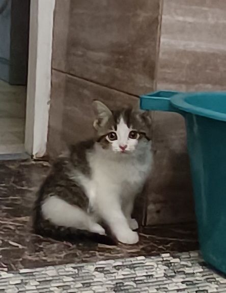 Котенок, 2 месяца, девочка