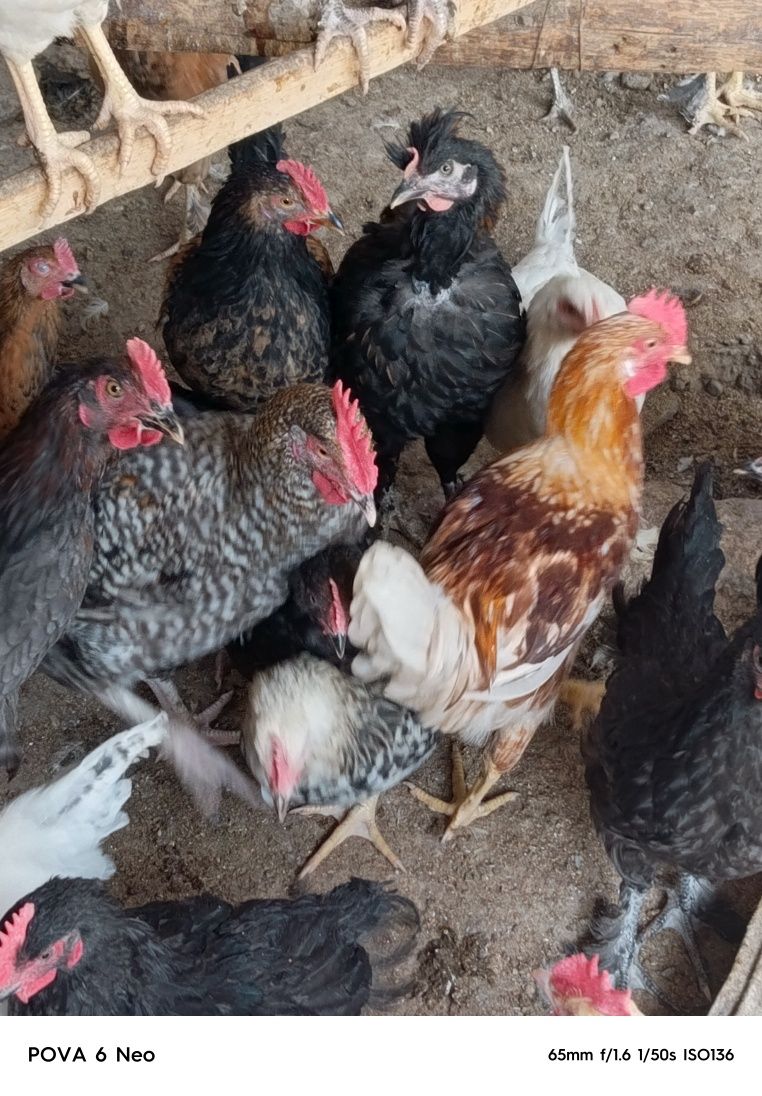 Петушки молодняк срочно продам. Цена смешная. Берите быстрее