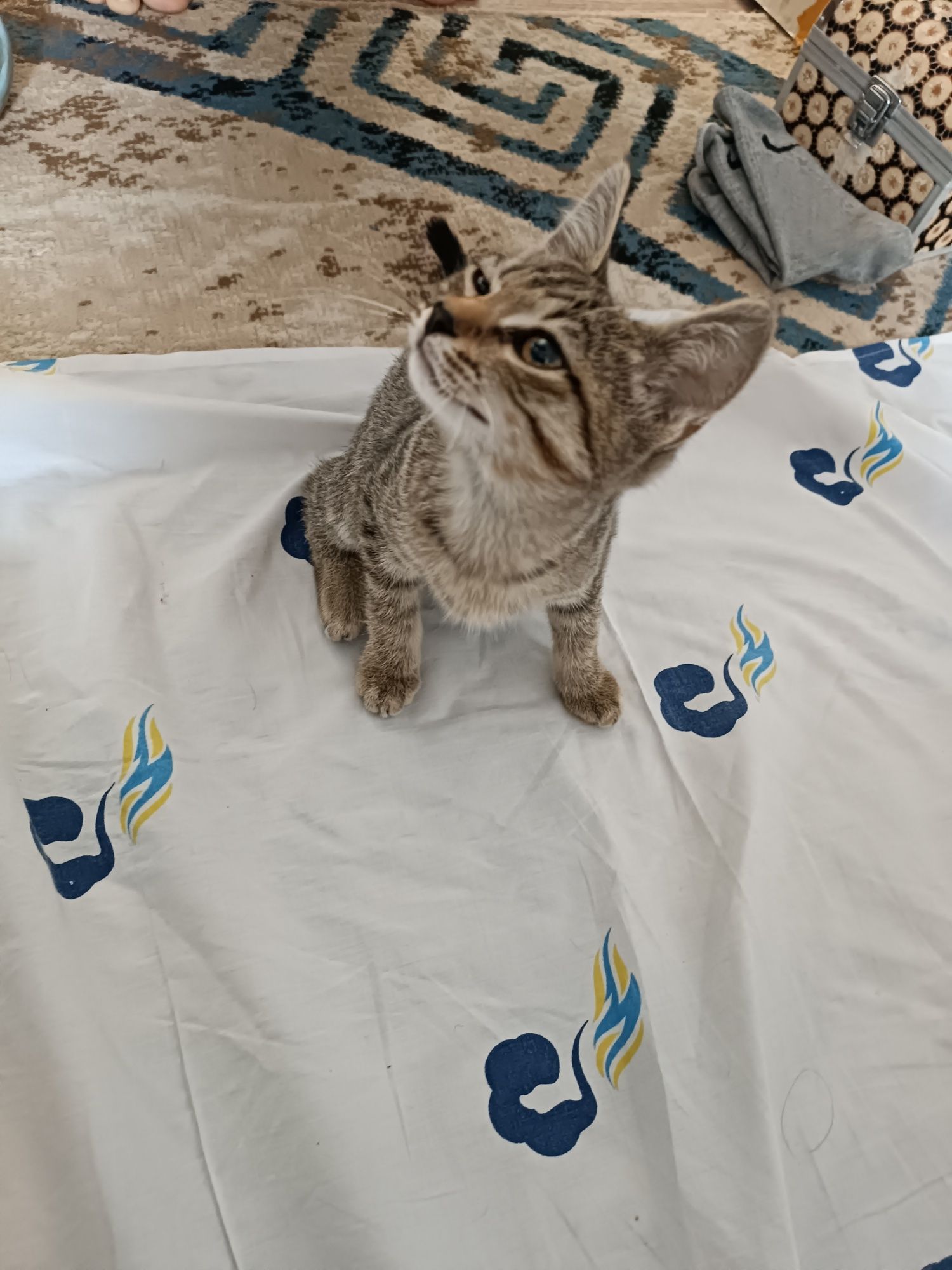 животные  котята