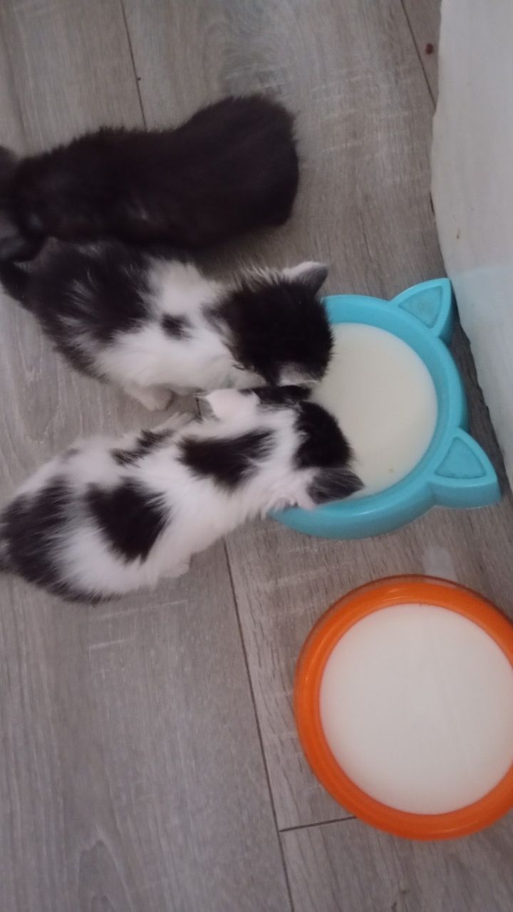 Отдам котят в добрые руки