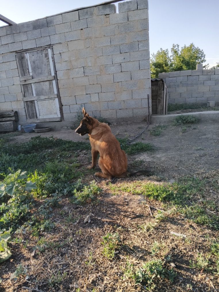 Продаю бельгийскую овчарку