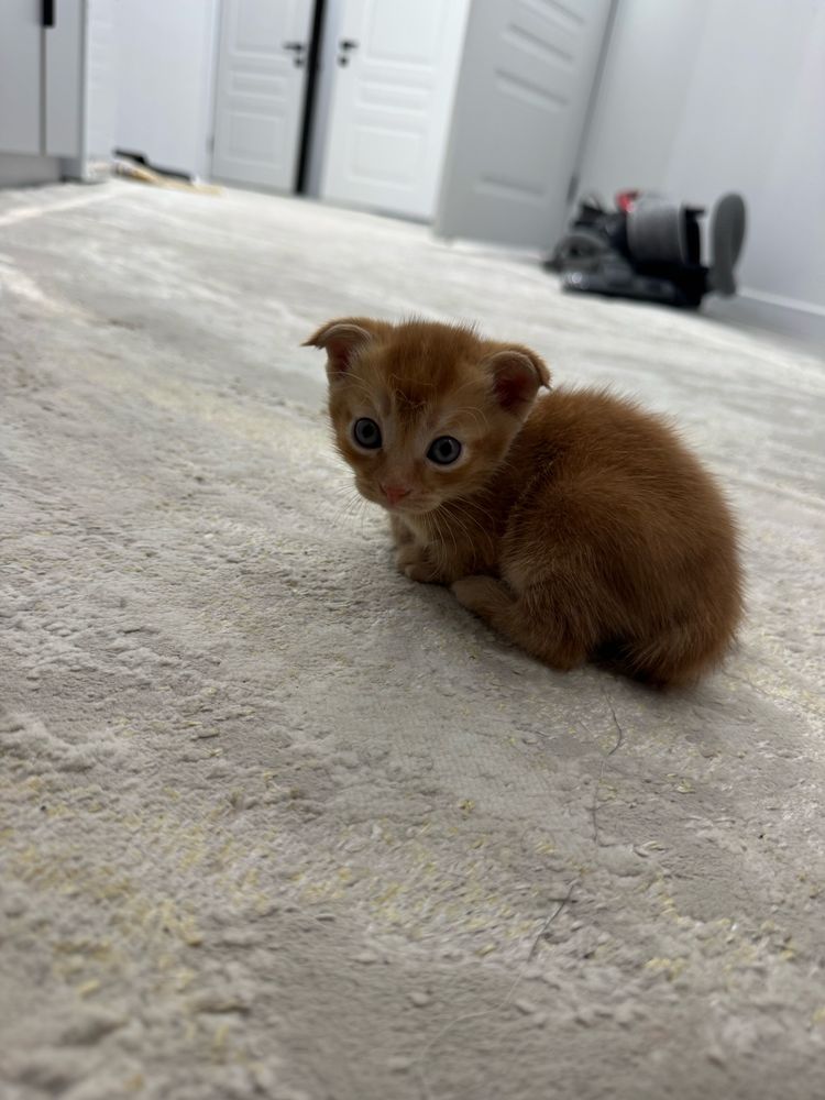 Вислоухие котята
