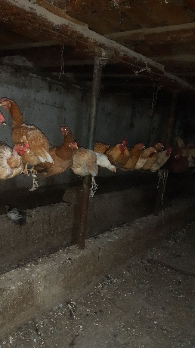 Продам курей откопмленные в домашних условьях