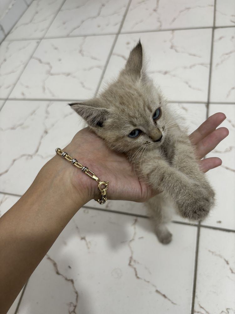Отдам котят бесплатно