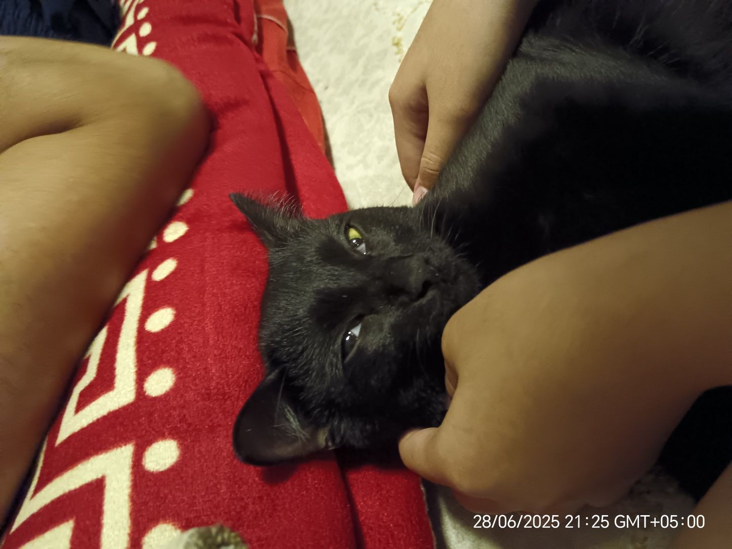 Кота в хорошие руки