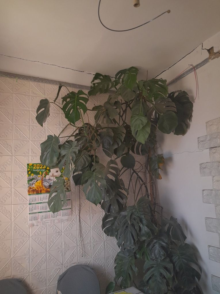 Монстера домашний цветок