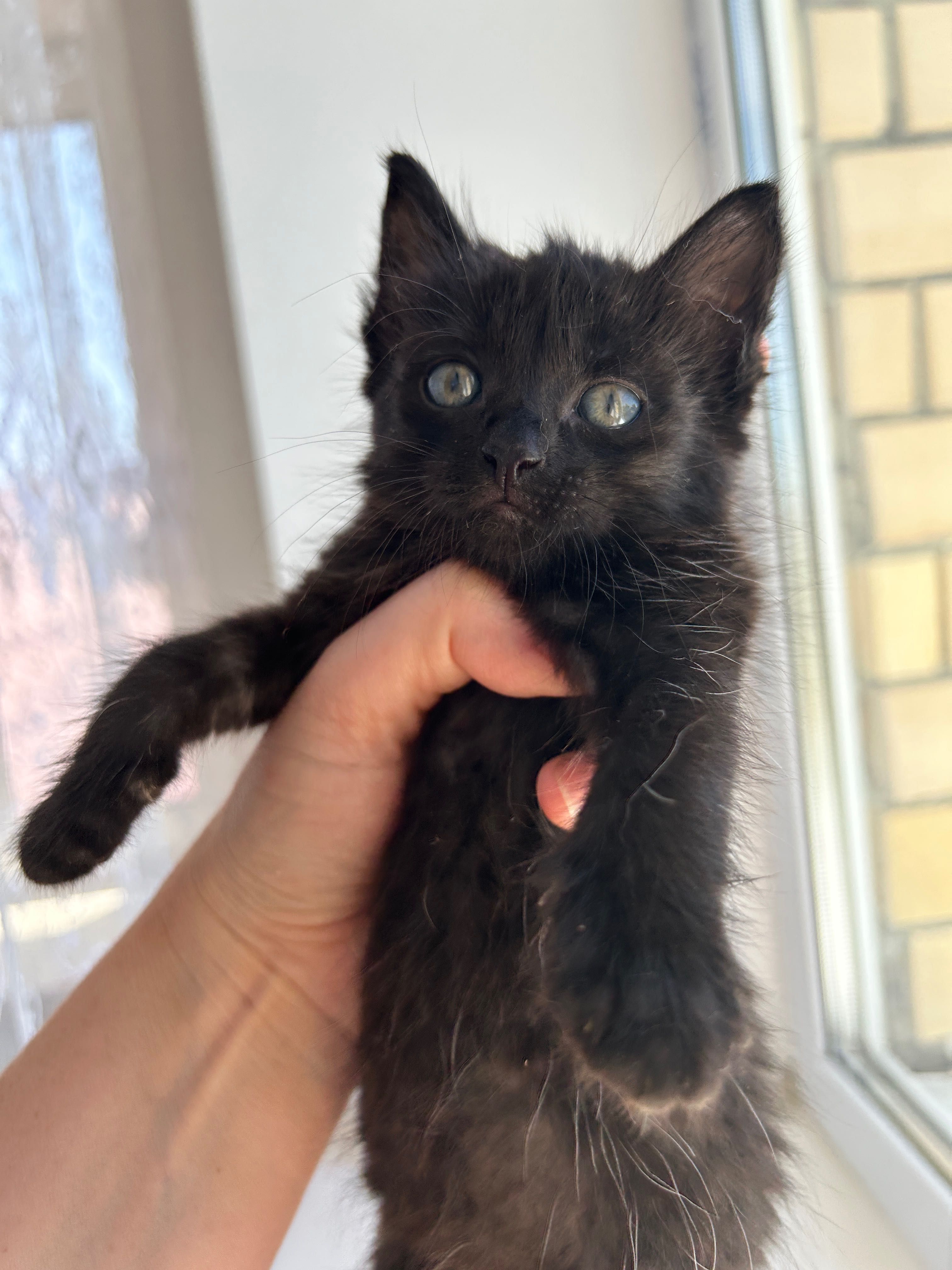 Котята мальчик котенок 2 месяца в добрые руки БЕСПЛАТНО