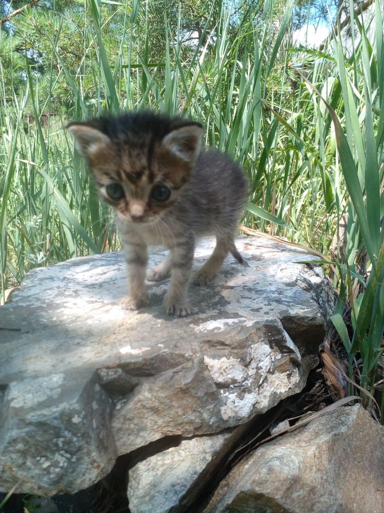 КОТЕНОК  в добрые руки