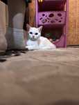 Белый котенок приручен к лотку