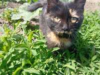 Отдам котенка-кошку в добрые руки