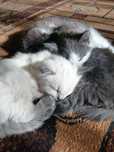 Котятки ищут дом