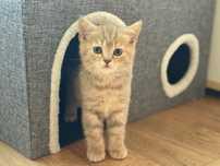Британский котенок котята мальчик