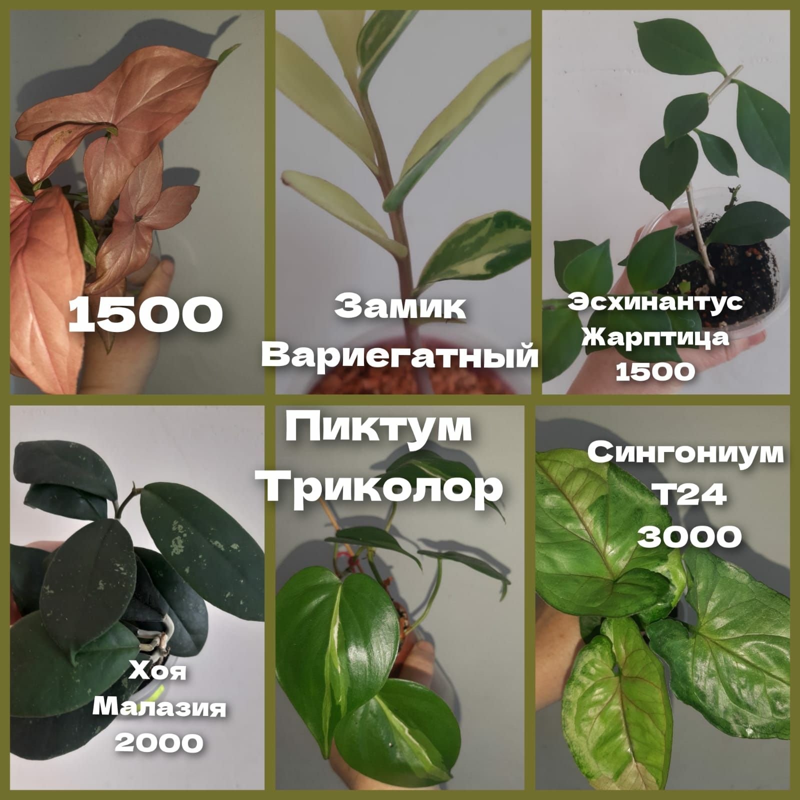 Комнатные растения Цветы филодендрон