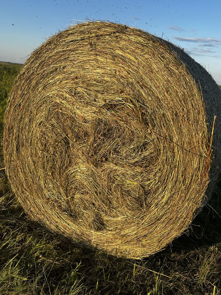 Продам сено в рулонах