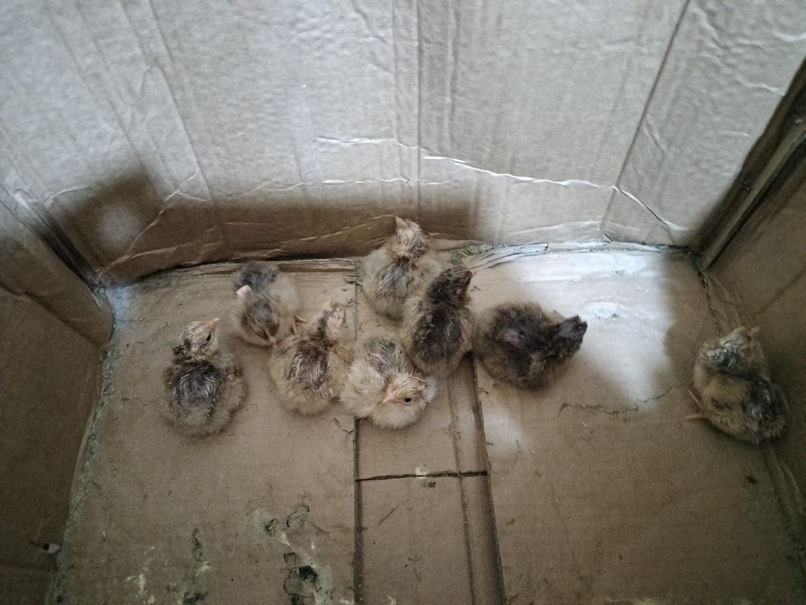 Кучинский балапан бар