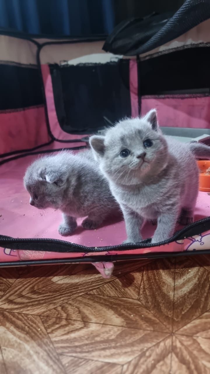 Британские малыши