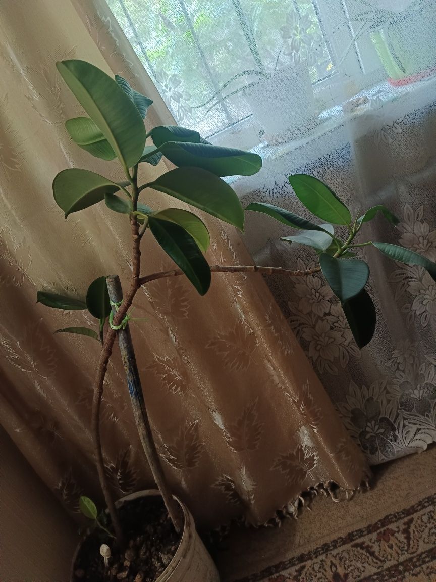 Продаю домашние цветы