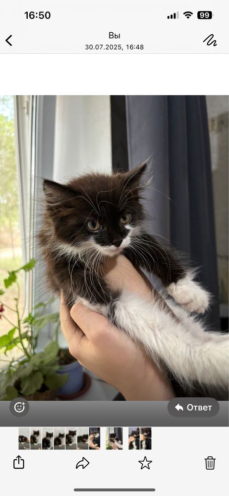 Отдам в добрые руки котенка