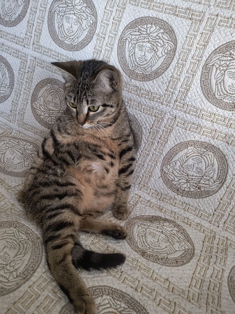 Отдам котят бесплатно