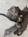 Отдам британских котят в добрые руки