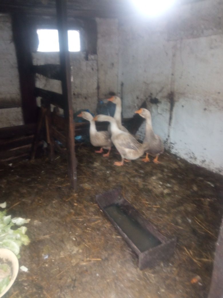 Продам гусаков (белых)