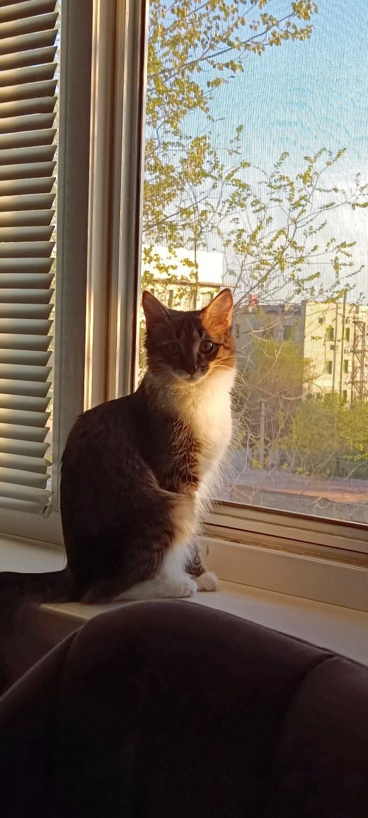 Кошка отдам в добрые руки