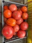 Продам помидоры бычье сердце