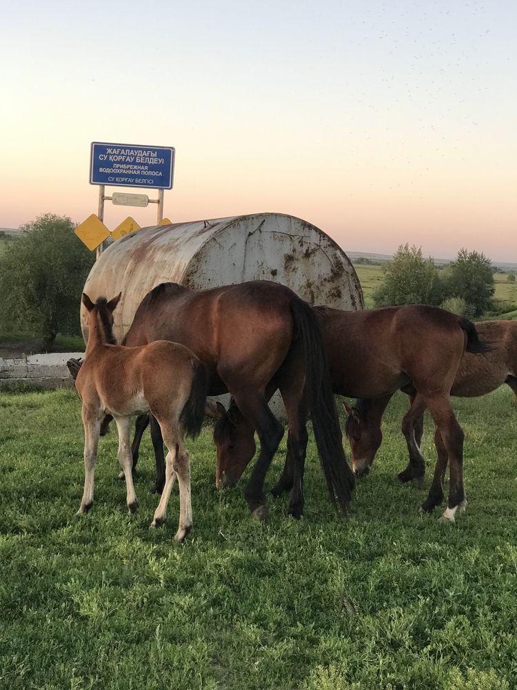 Продам кобылу с жеребенком (кабылешка)