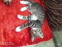 Отдам котят 2 месяца