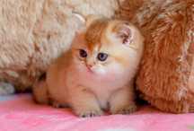 Алматы котята Шиншиллы Британские золотые
