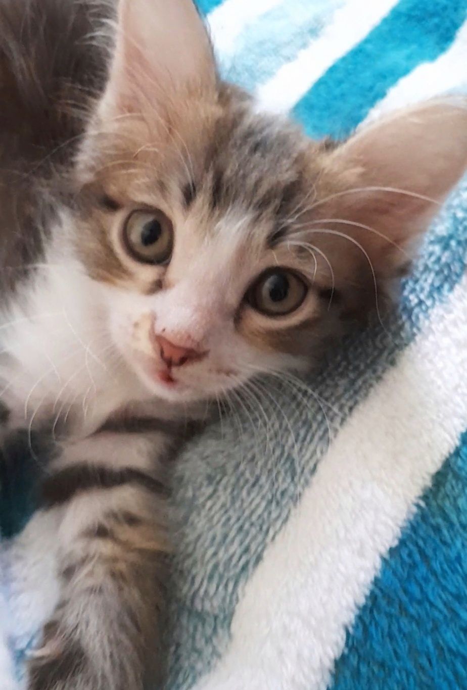 Котёнок европейской породы