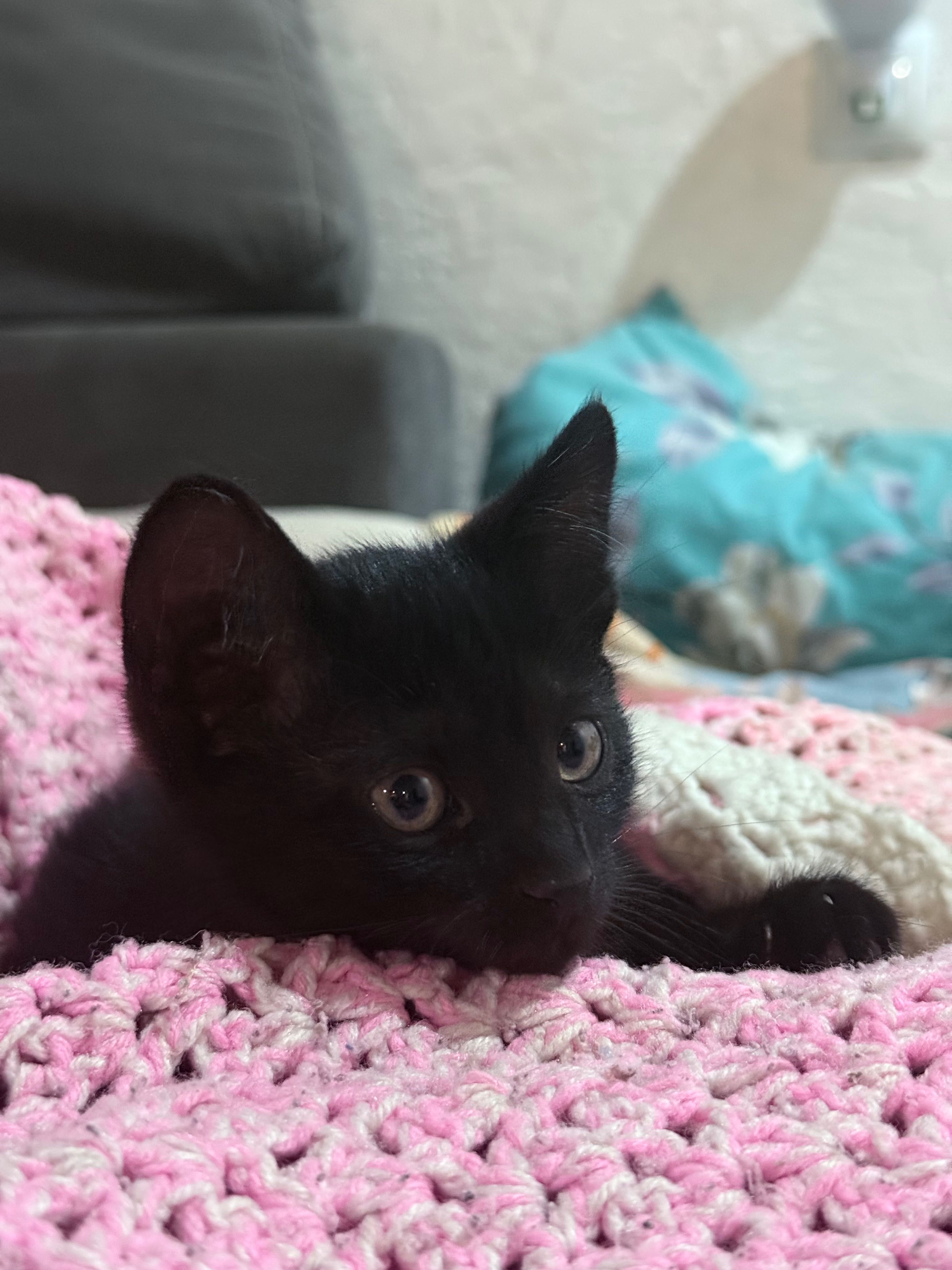 Отдам котят в добрые руки