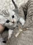 Котята  породистые шымкент