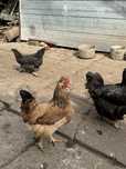 Продам домашних кур