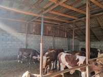 продам быков 35 г