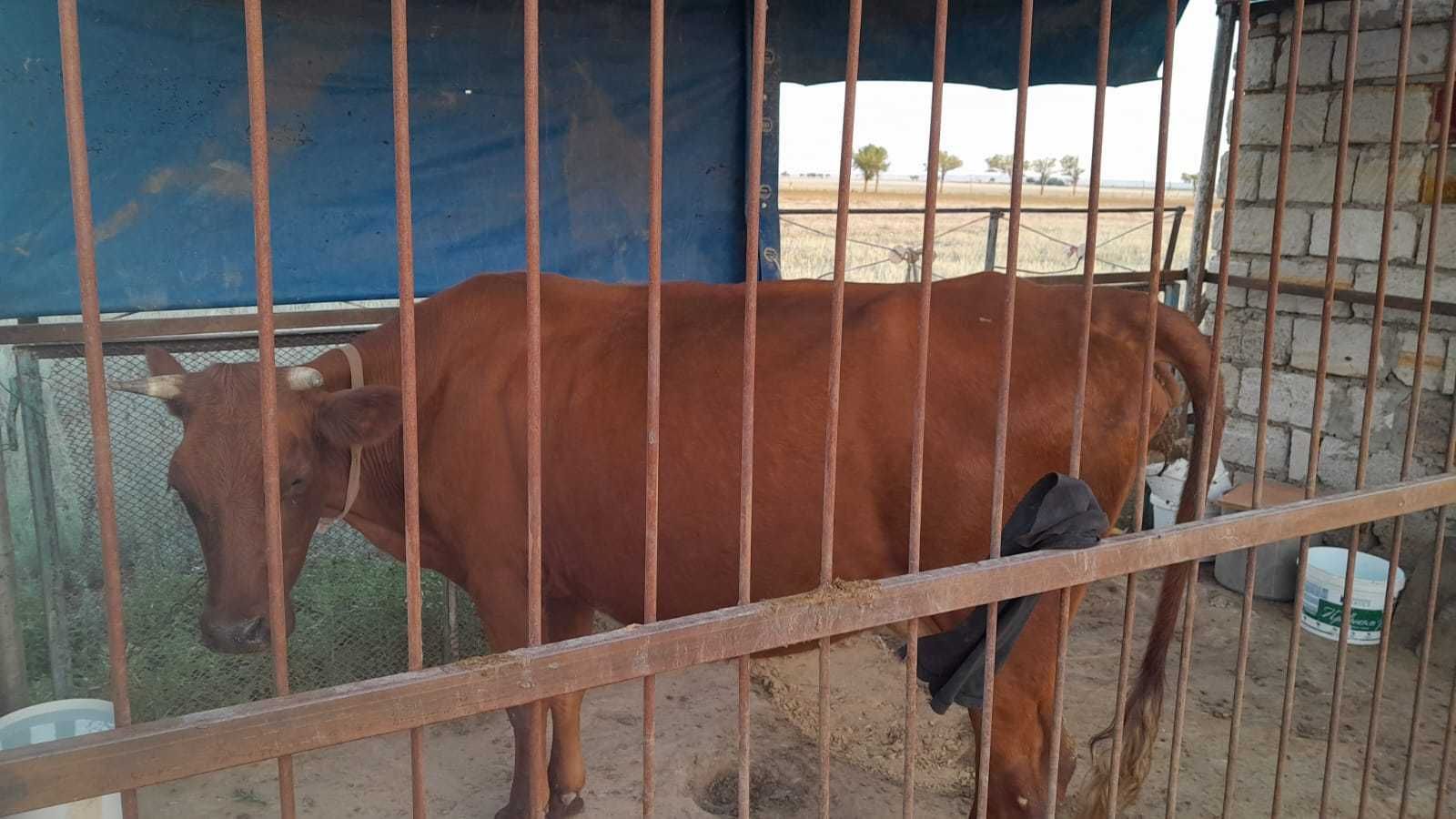 Продам молодую корову,молочной породы, телилась два раза