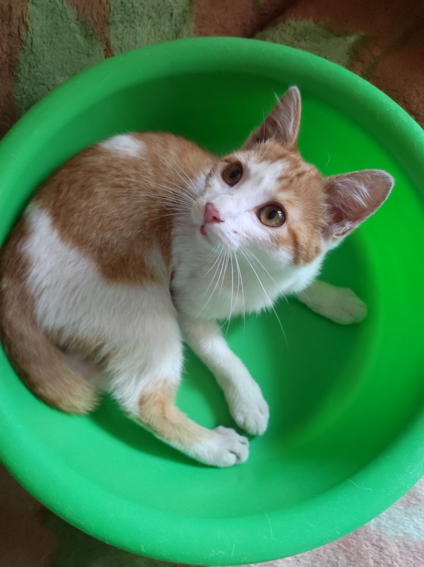 Котенок на Счастье
