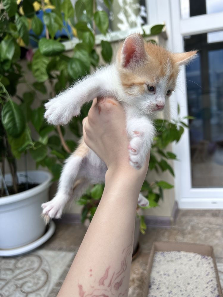 Отдам котят в хорошие руки