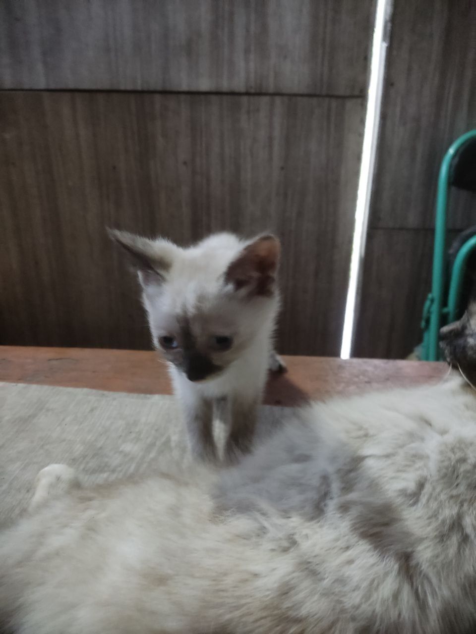 Отдам котят в добрые руки