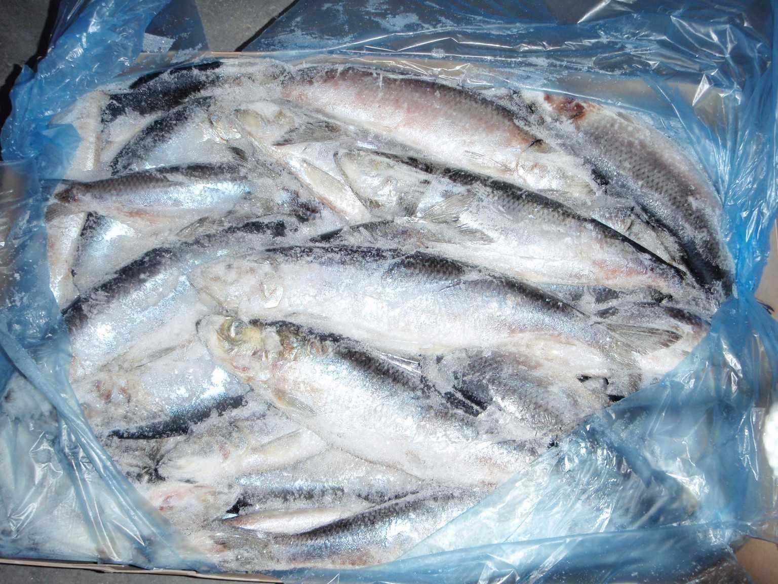 Семга обрезь. Продажа кор.15кг. Доставка бесплатно.